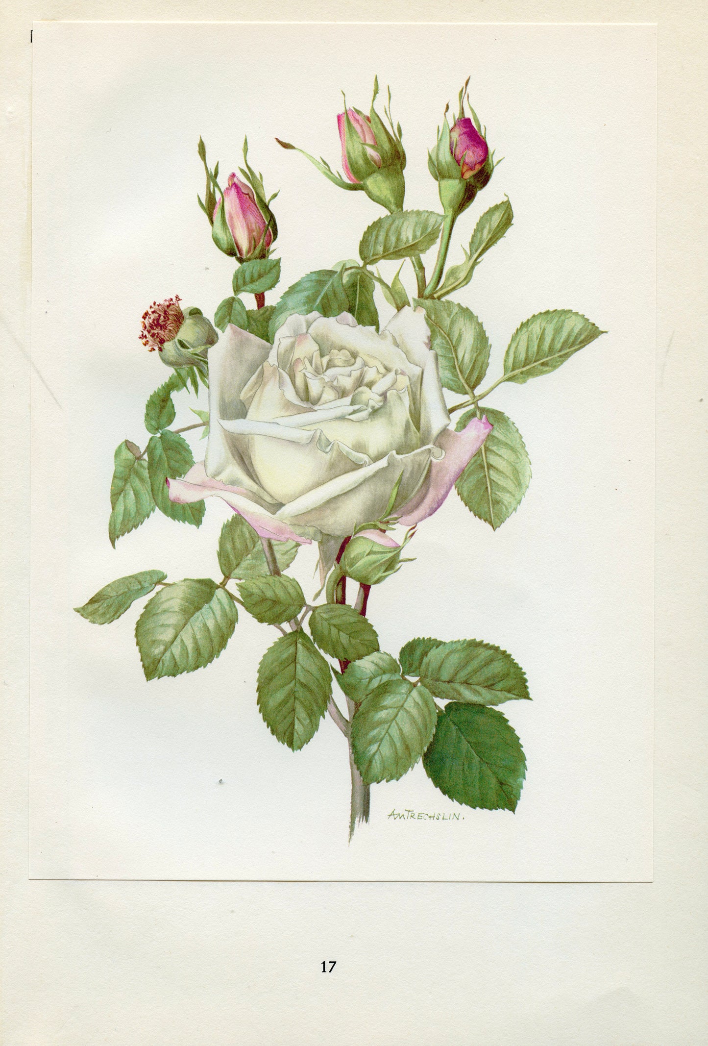 1962 Frau Druschki  Roses botanical print