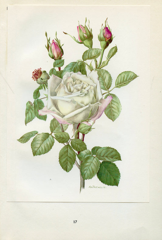 1962 Frau Druschki  Roses botanical print