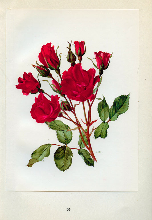 1962 Holstein Roses botanical print
