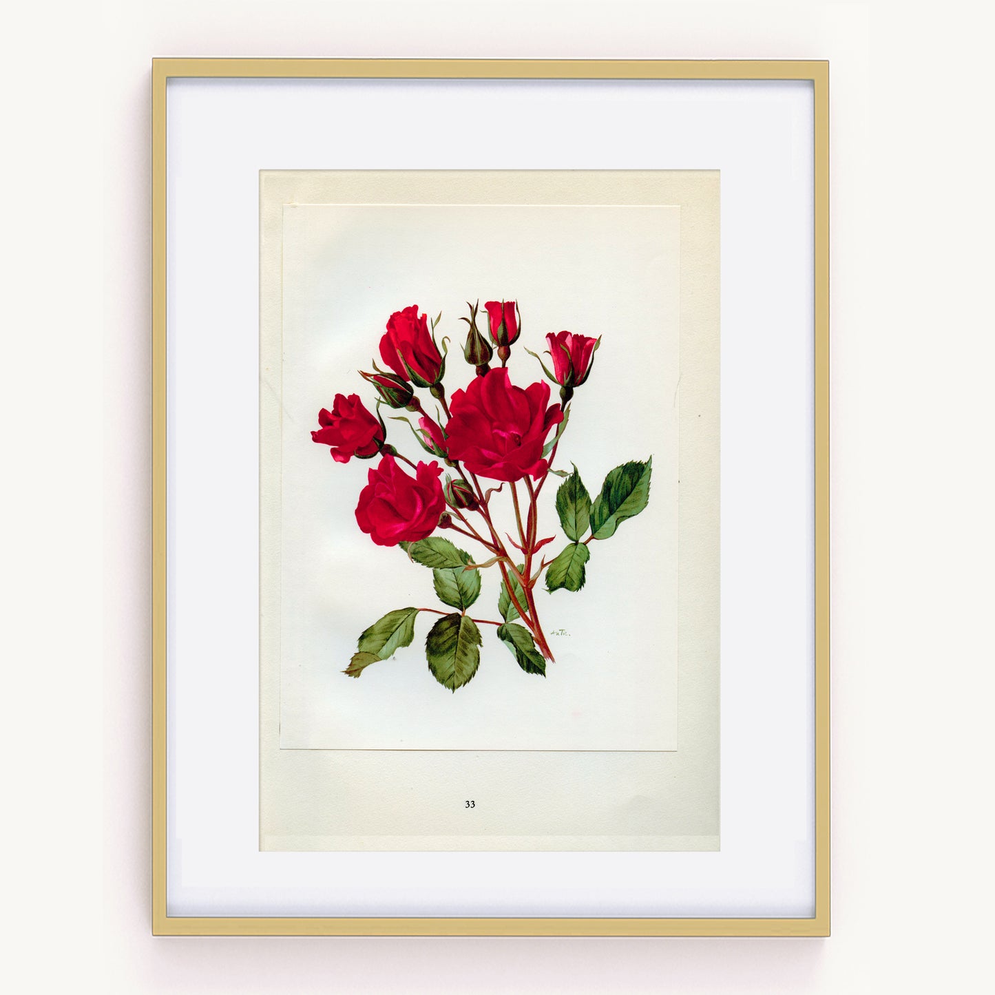 1962 Holstein Roses botanical print