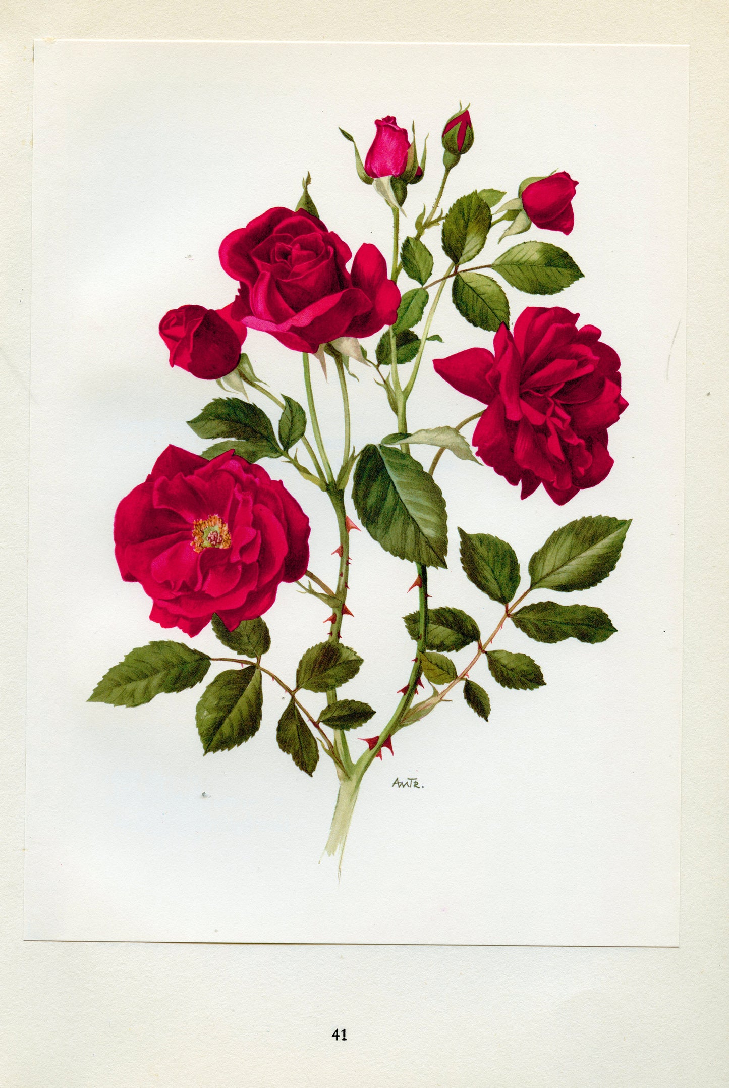 1962 Frensham  Roses botanical print