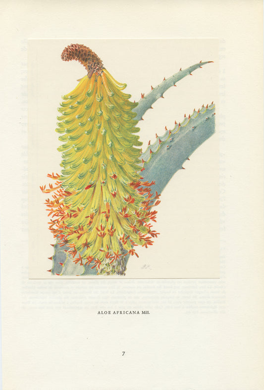 1958 Aloe Africana print