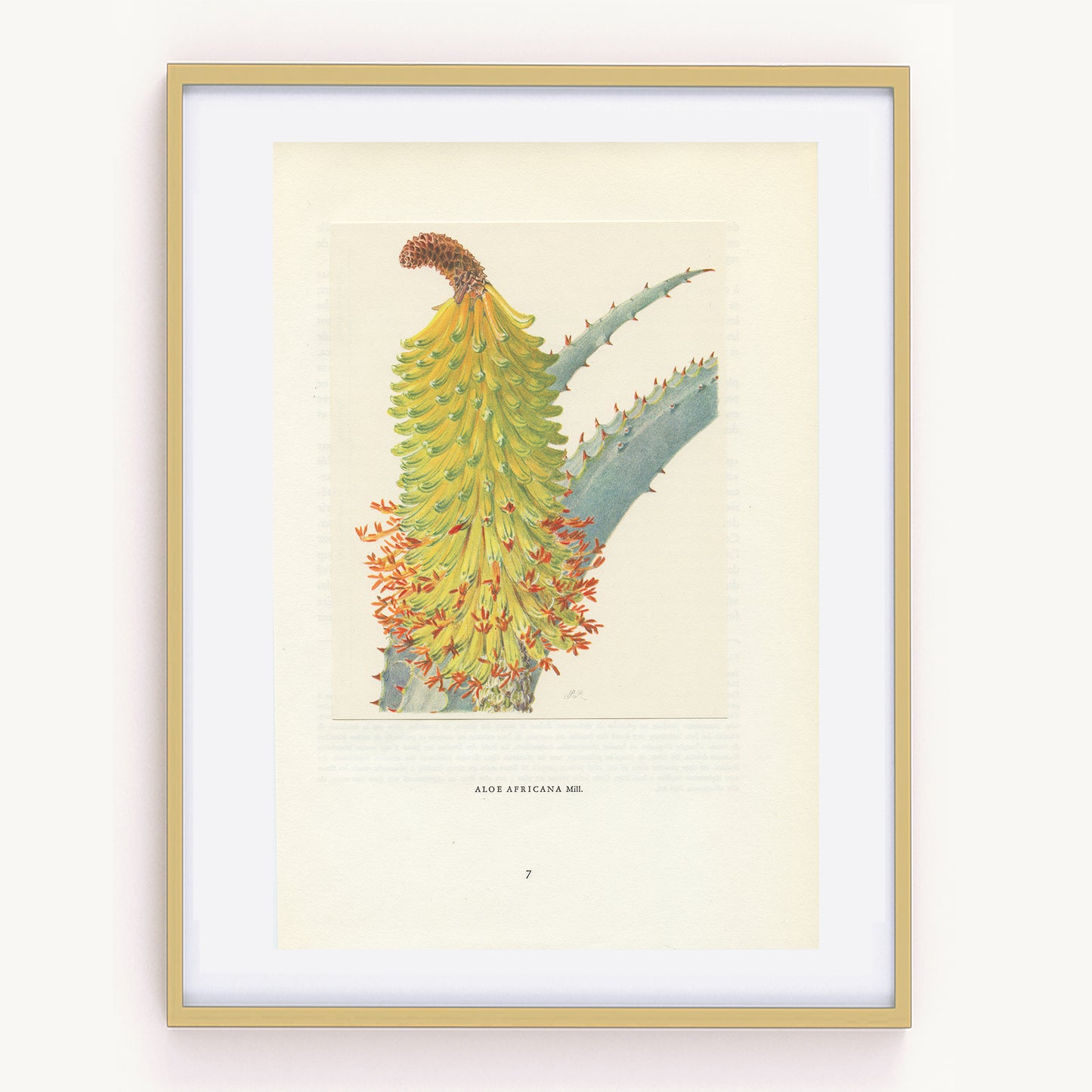 1958 Aloe Africana print