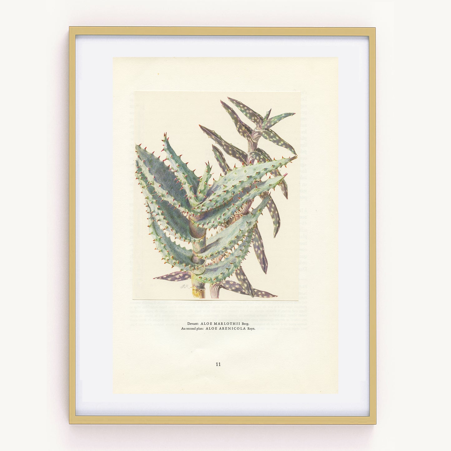 1958 Aloe Marlothii & Arenicola print