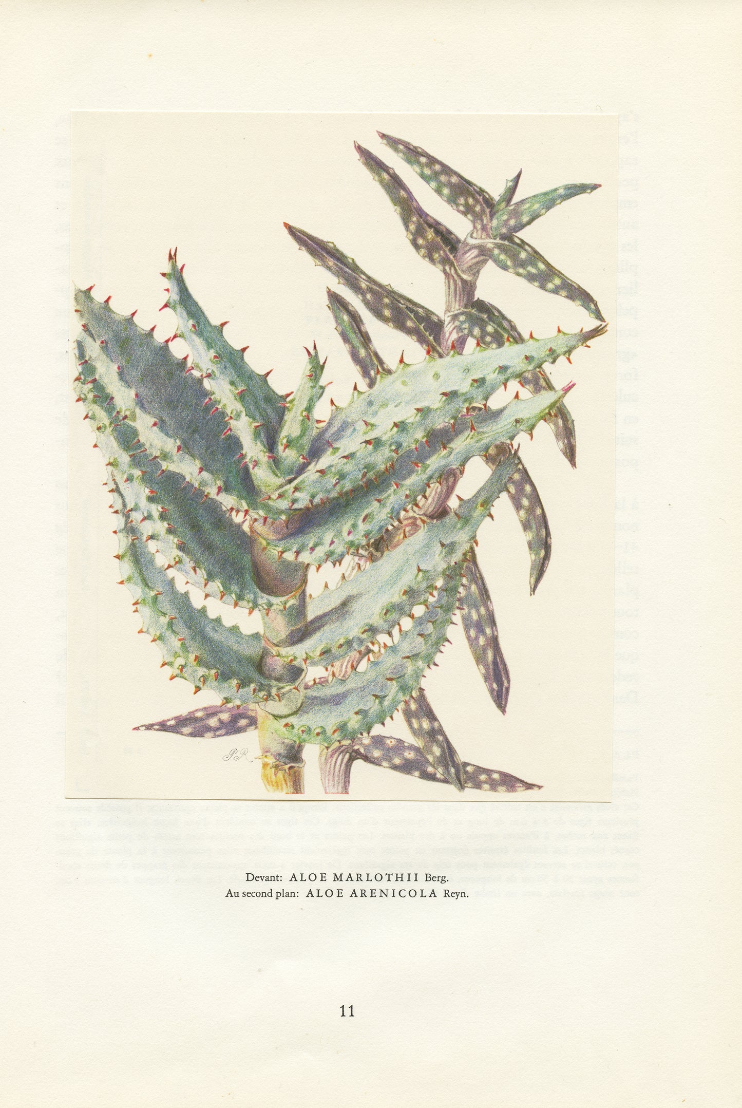1958 Aloe Marlothii & Arenicola print