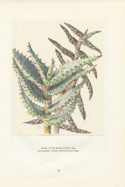 1958 Illustrations d'Aloe Arenicola et Marlothii