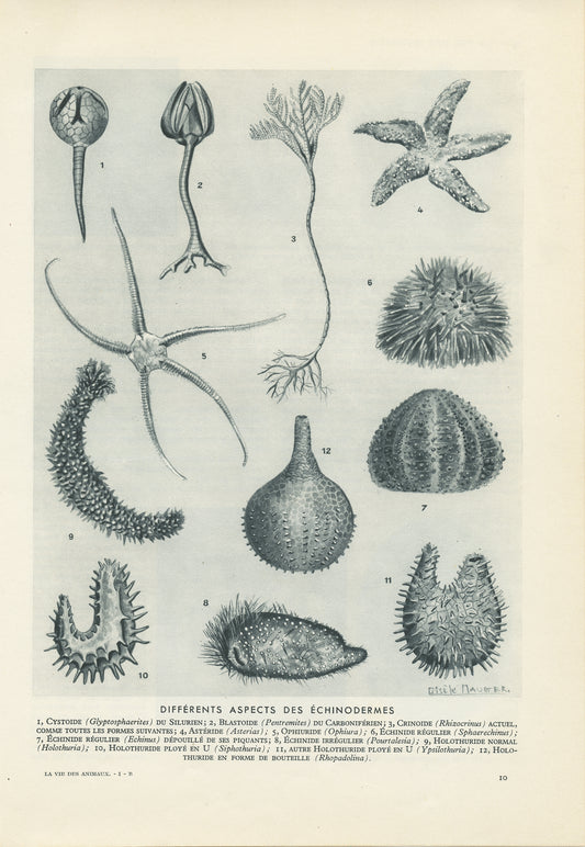 1949 Echinoderms urchin starfish print