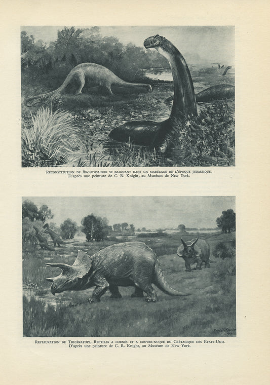 1949 Illustration de Dinosaures