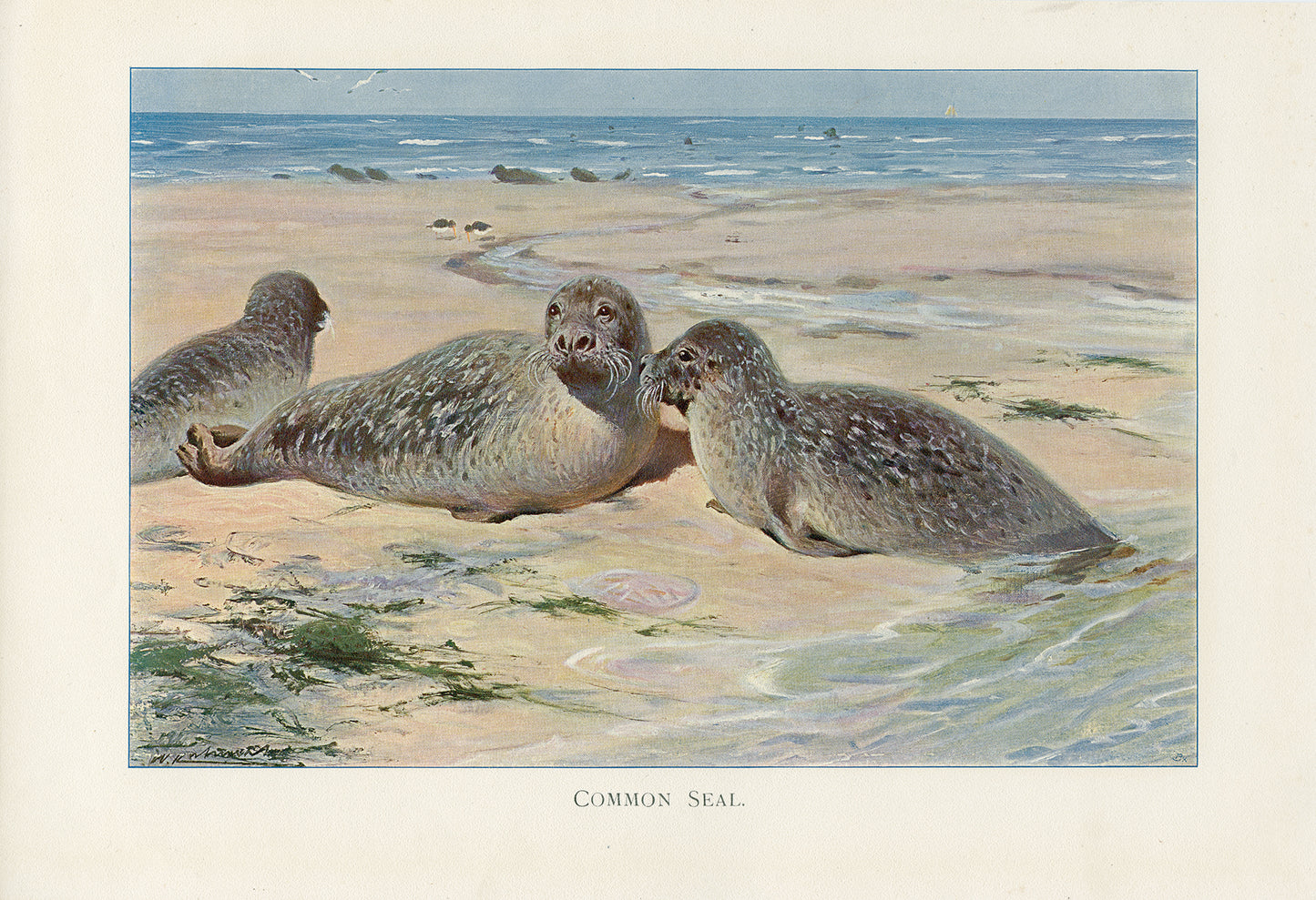 1916 Common Seal Print by Lydekker