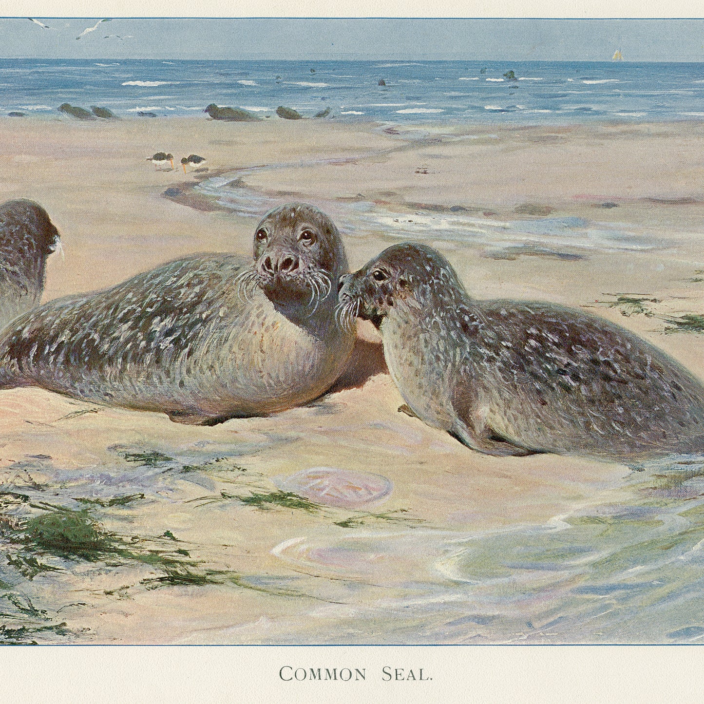1916 Common Seal Print by Lydekker