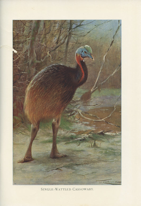 1916 Cassowary bird print