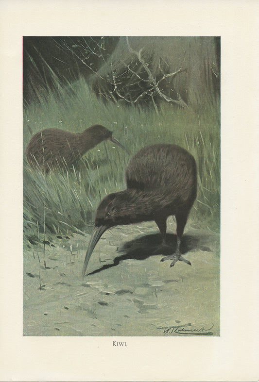 1916 Illustration de kiwi (oiseau)