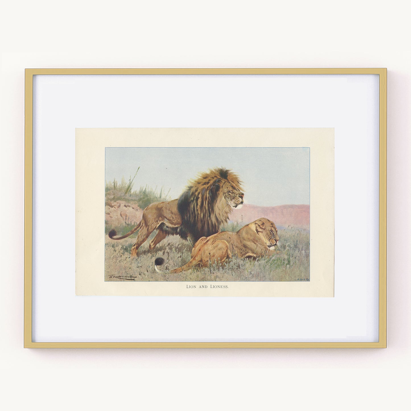 1916 Lion Print by Lydekker
