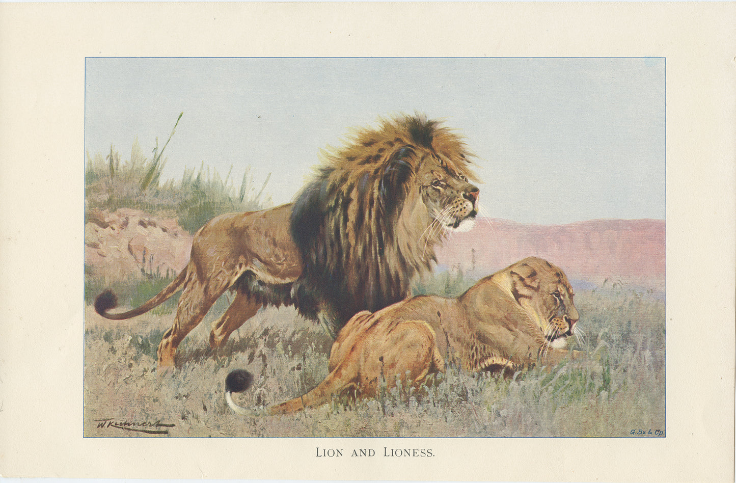 1916 Illustration de Lion par Lydekker