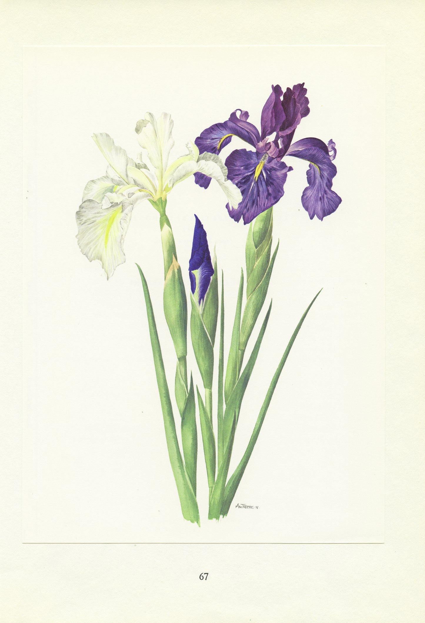 1964 Illustration d'Iris Anglica violet et blanc 
