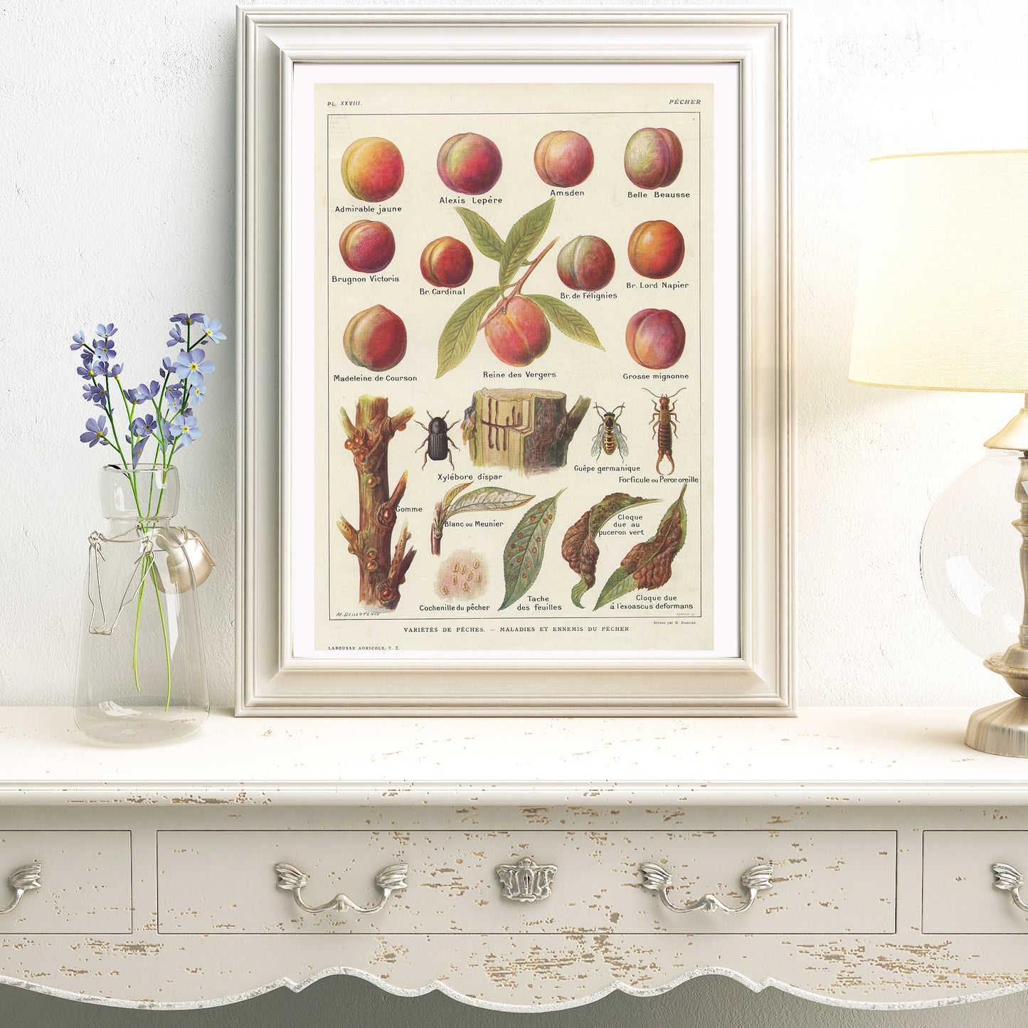 1921 VIntage Peach fruit tree botanical print