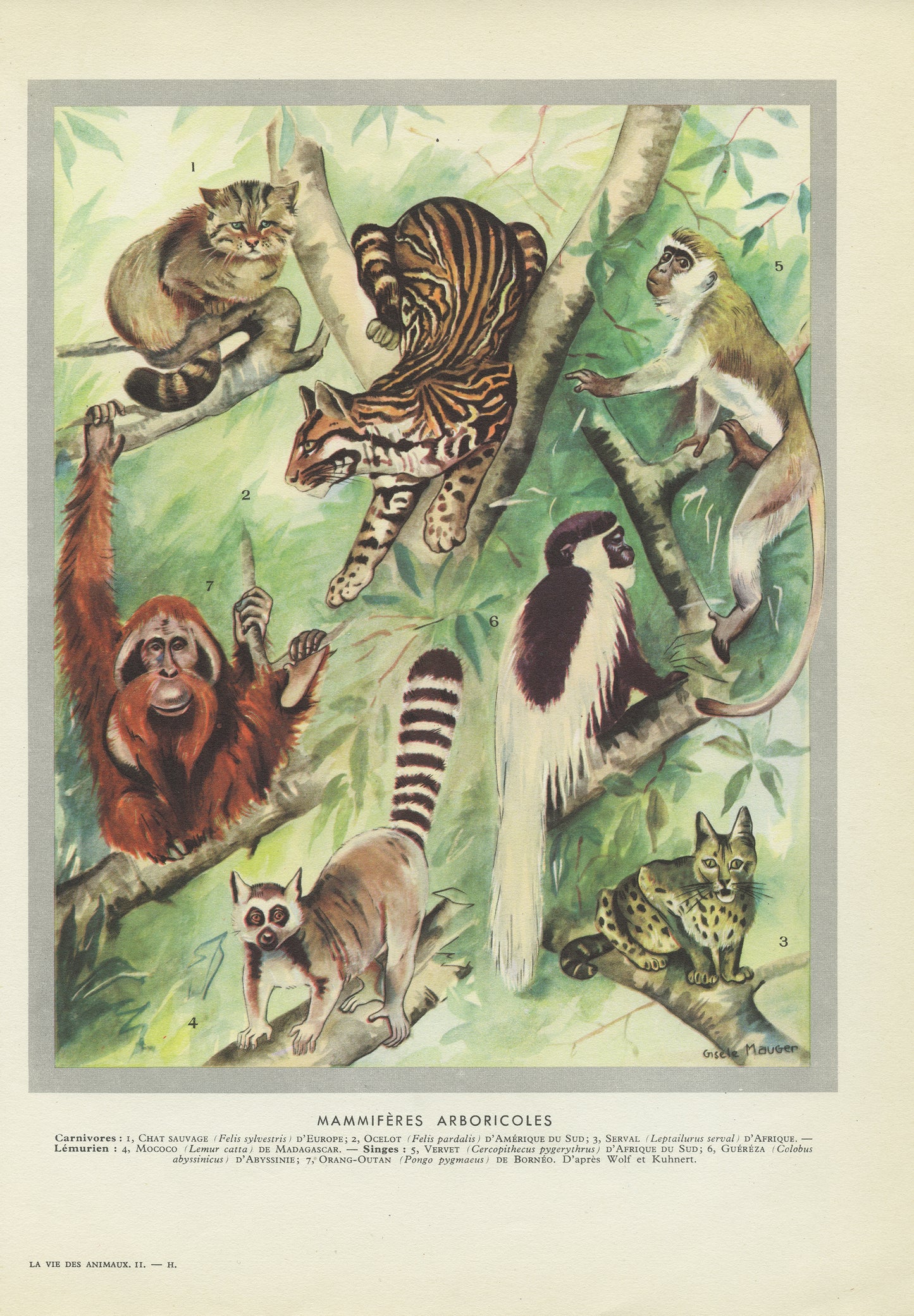 1949 Aboreal animals print