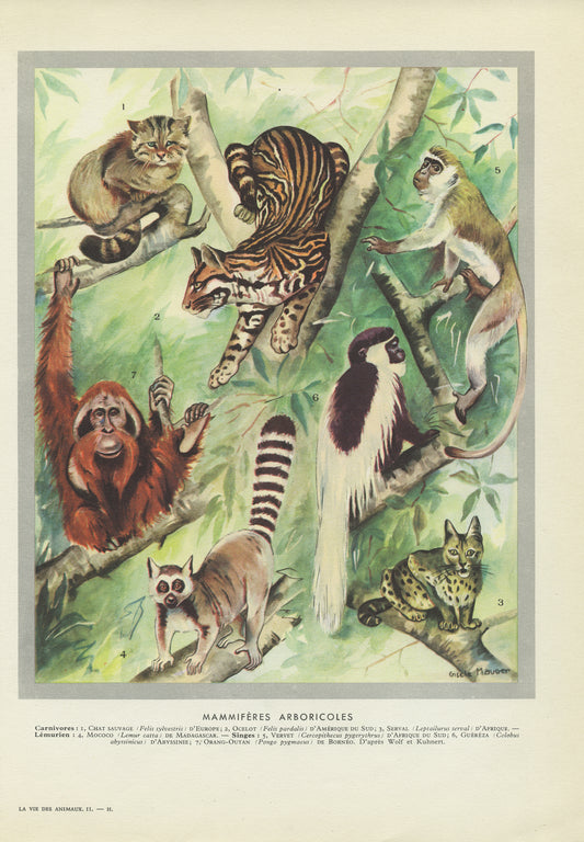 1949 Aboreal animals print