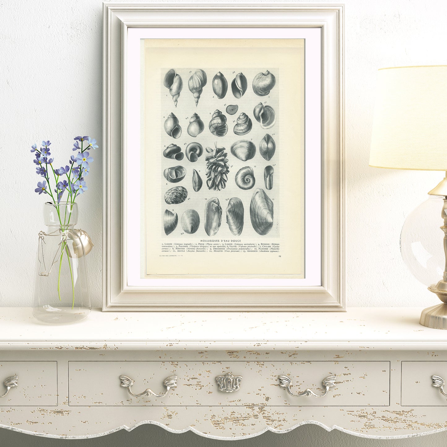 1949 Freshwater molluscs print