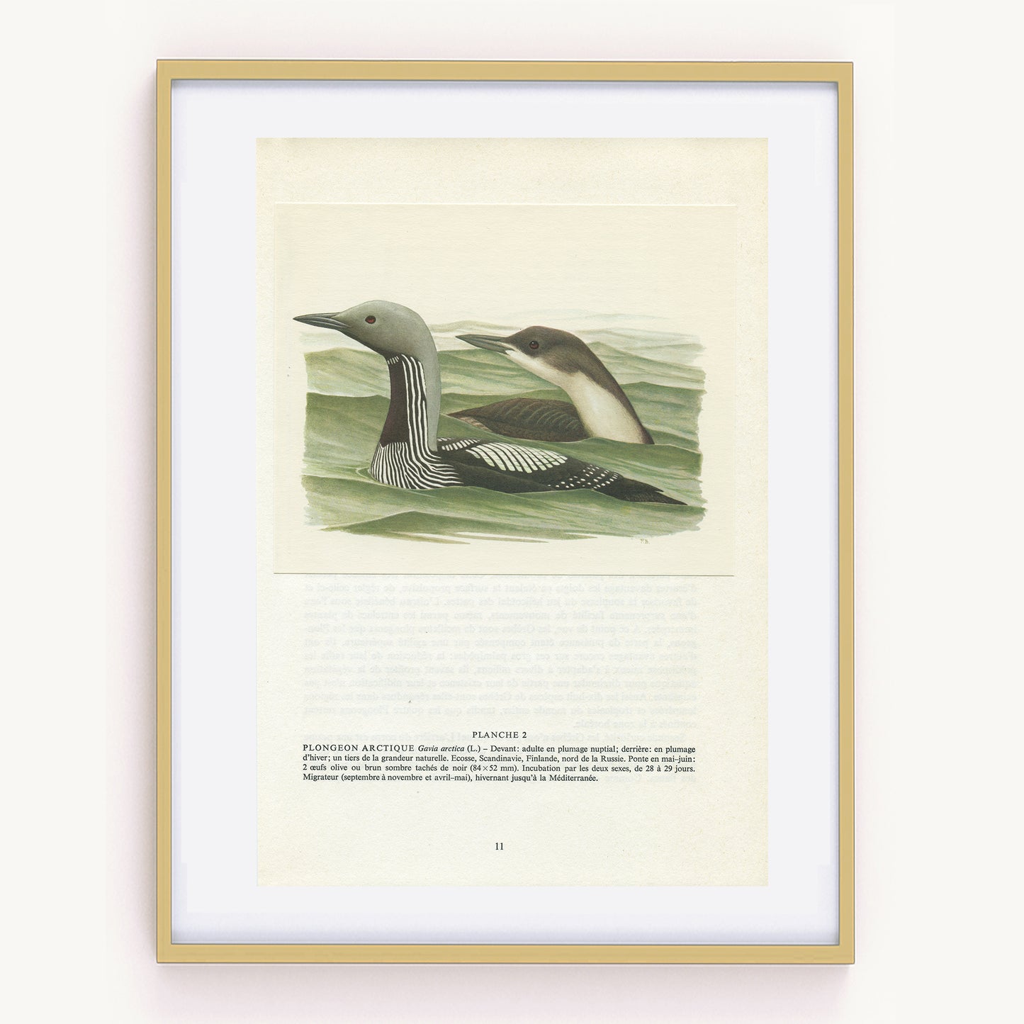 1962 Black throated loon diver bird print