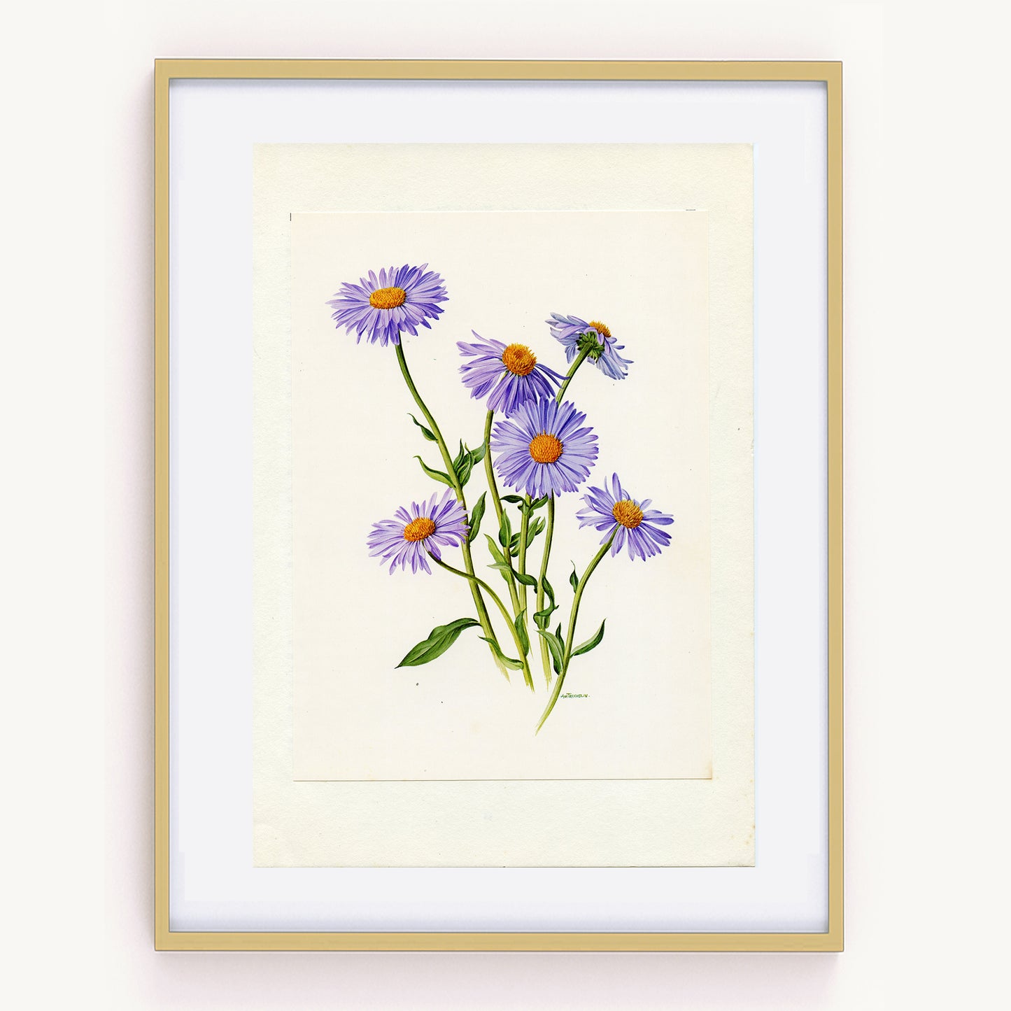 1972 Illustration botanique de vergerette hybride bleue Erigeron