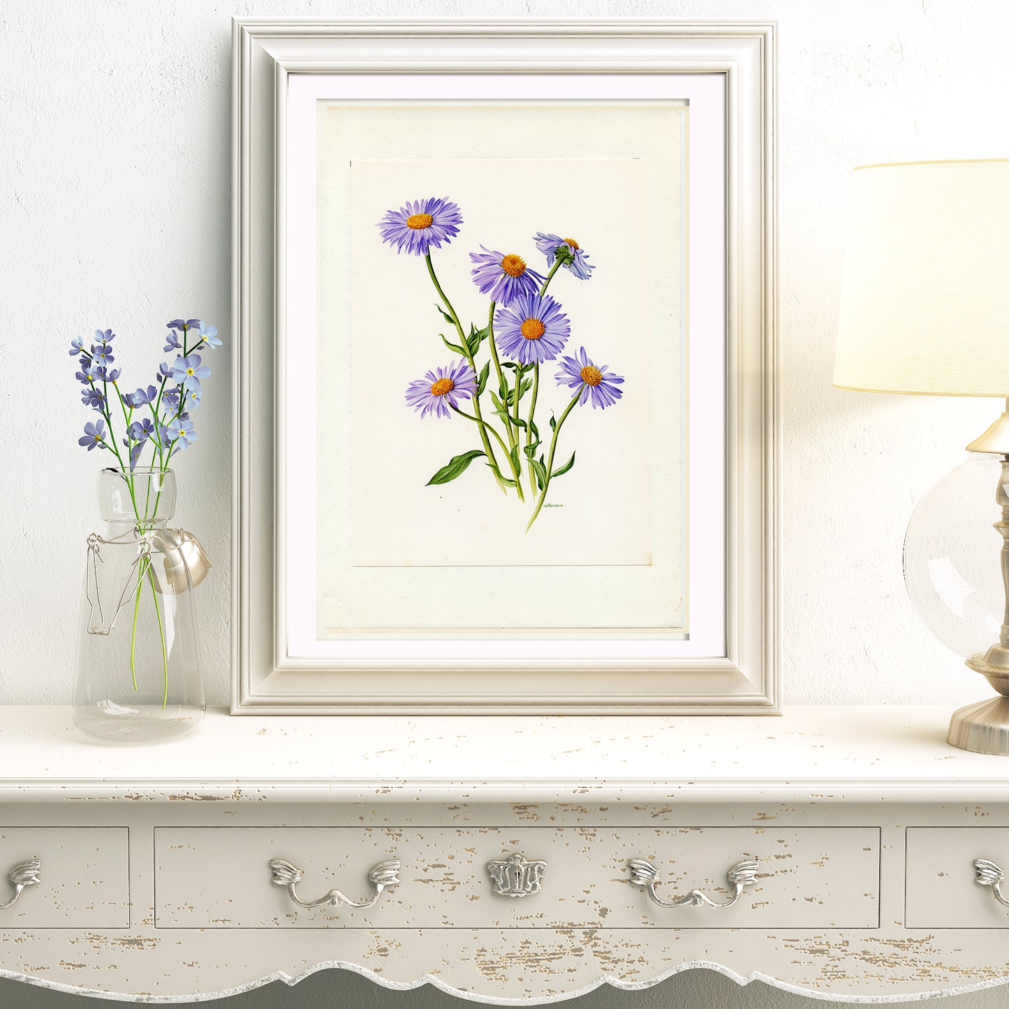 1972 Illustration botanique de vergerette hybride bleue Erigeron