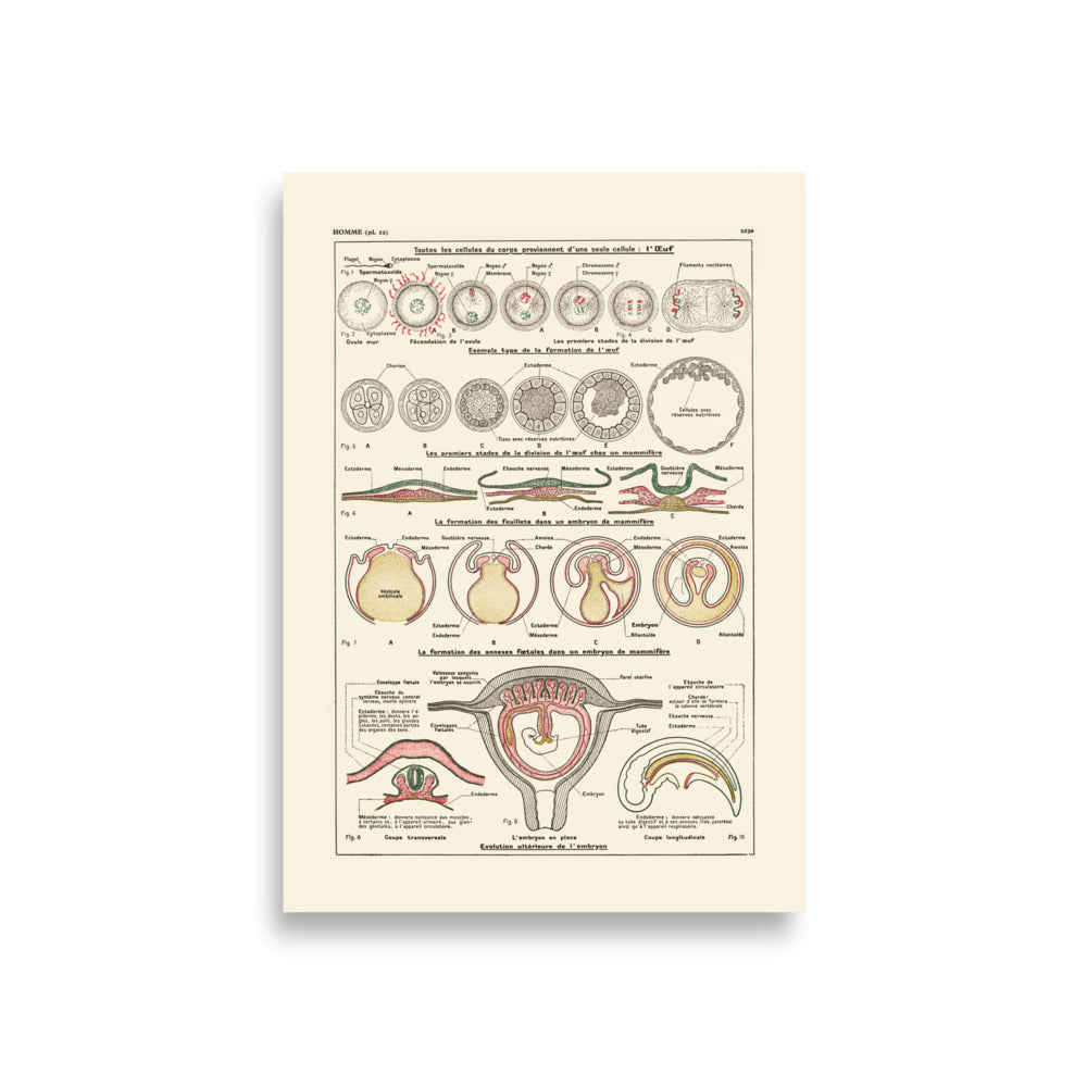 Pregnancy human egg embryo anatomy poster