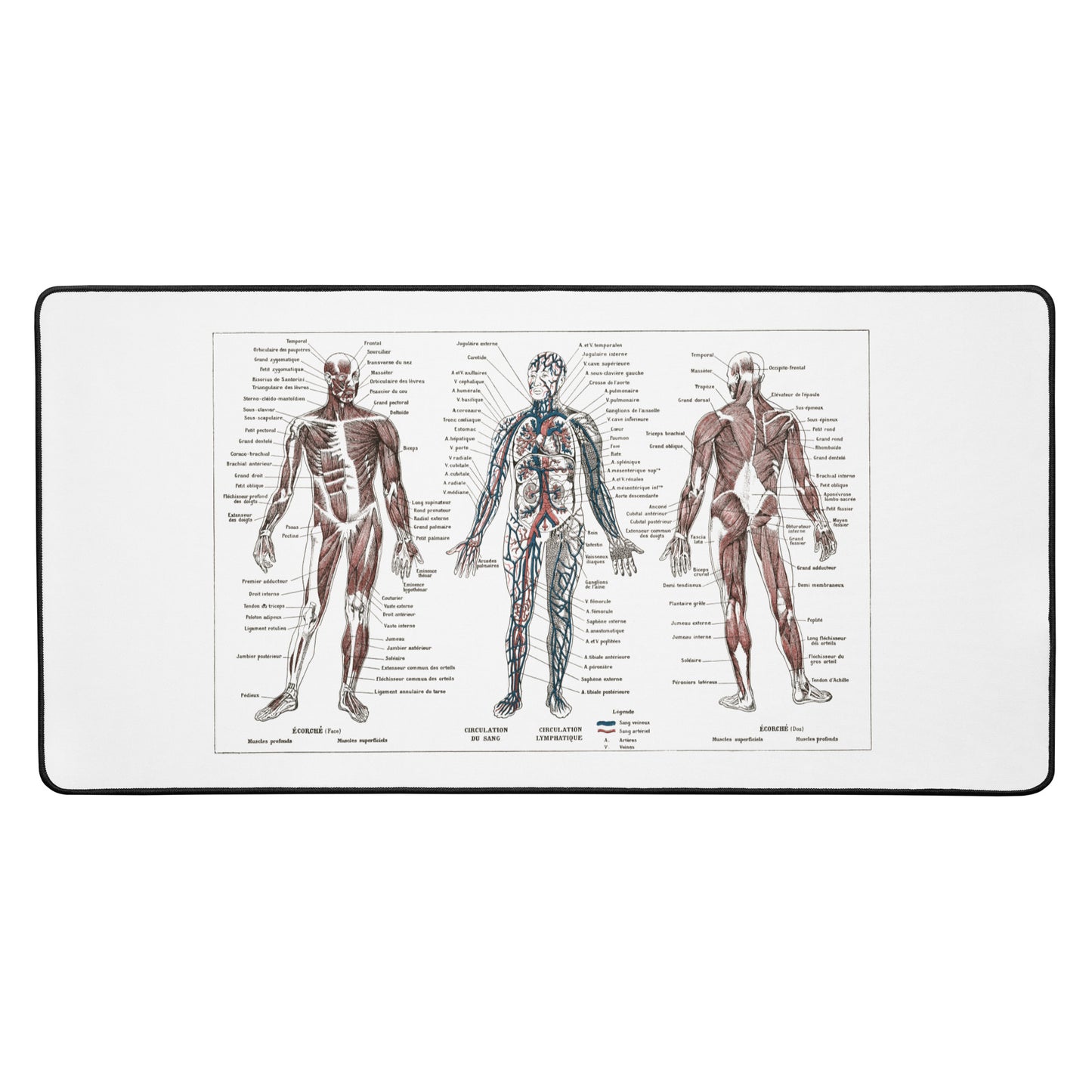 Retro Human anatomy desk mat with a 1922 French vintage medical print - Gift for doctor