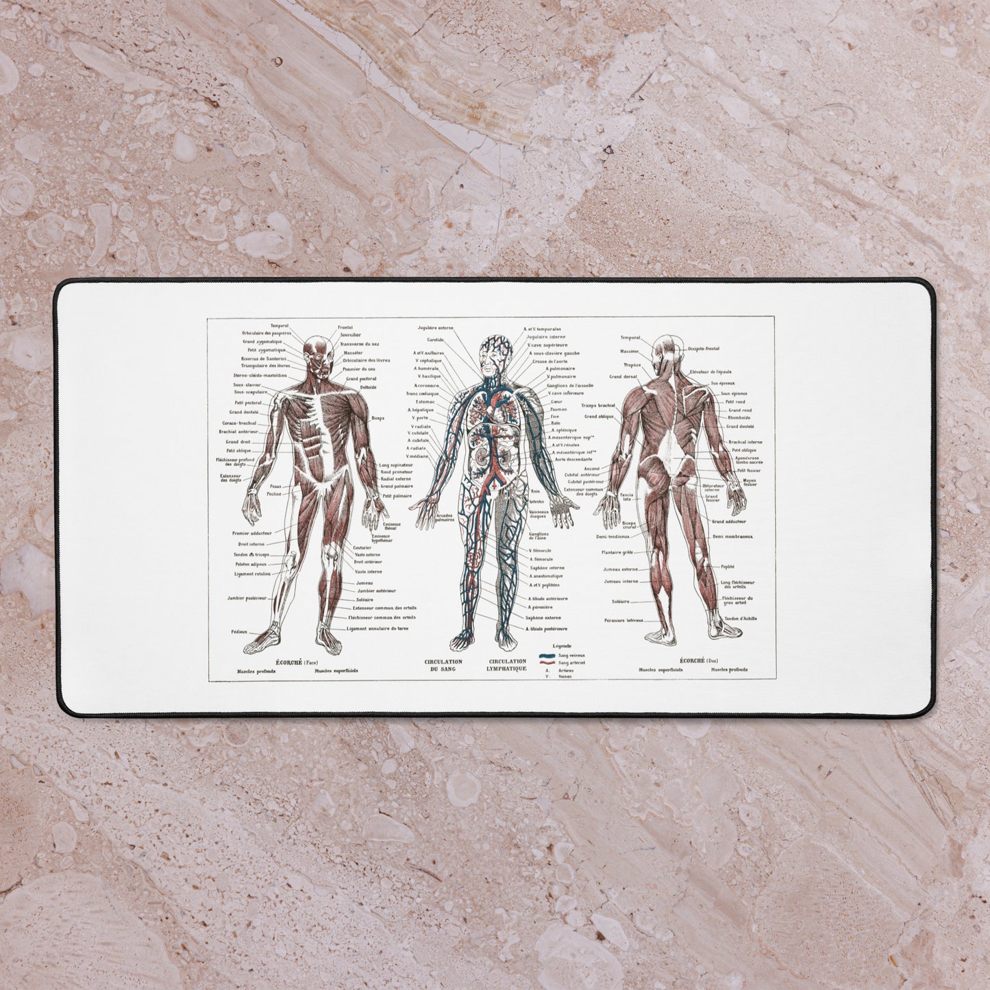 Retro Human anatomy desk mat with a 1922 French vintage medical print - Gift for doctor
