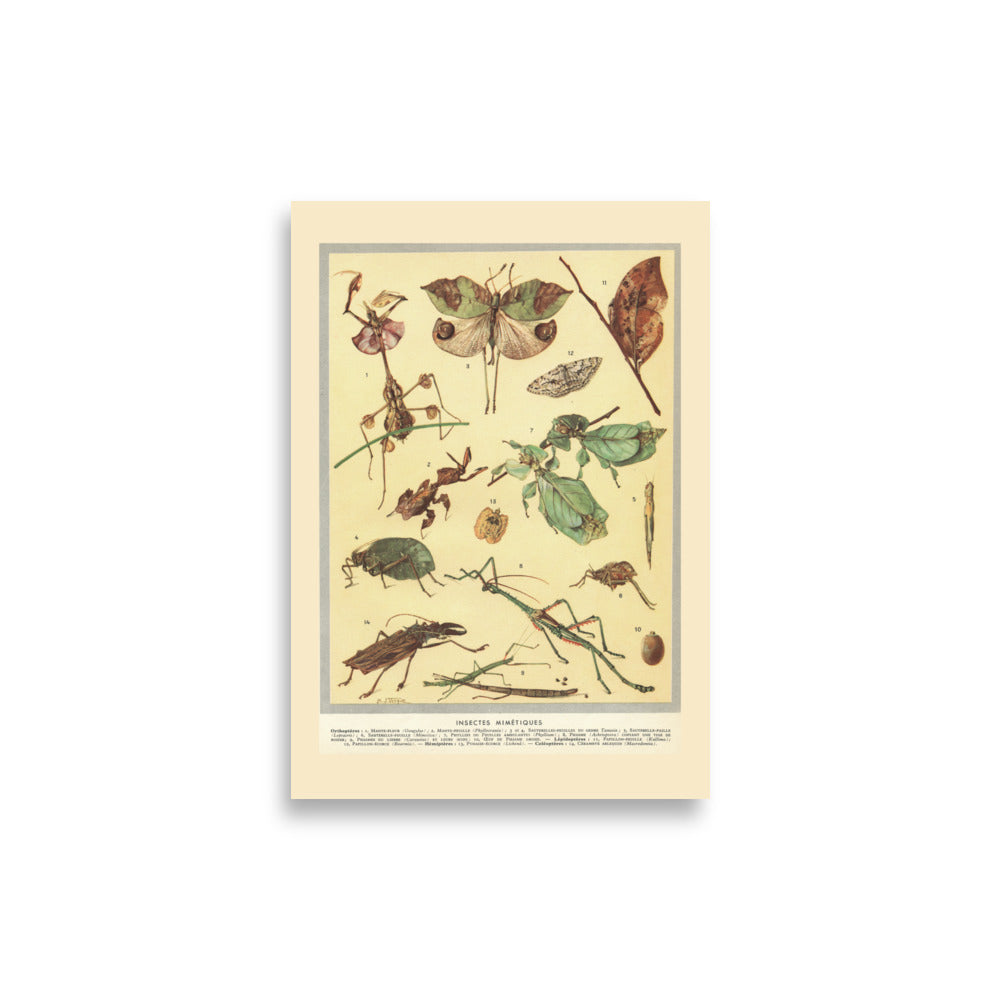 A4 Mimetic Insects Poster