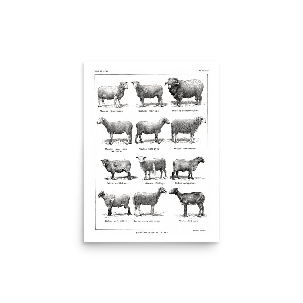 Affiche de Races de Moutons - Blanc