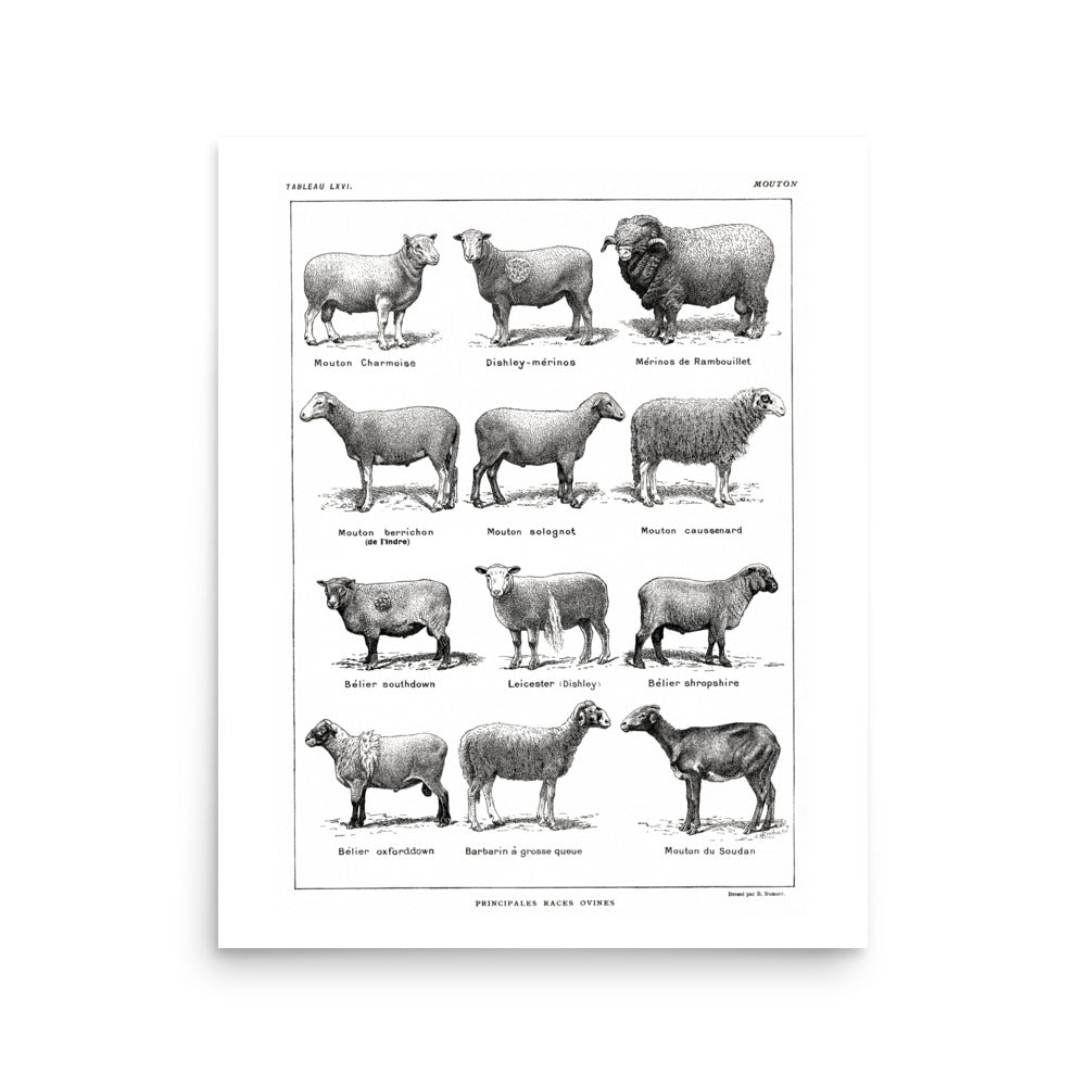 Large Sheep Breeds Poster - White