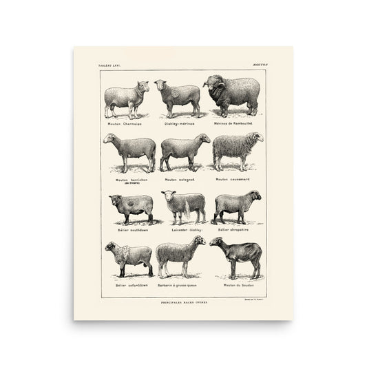 Affiche de Races de Moutons - Lin