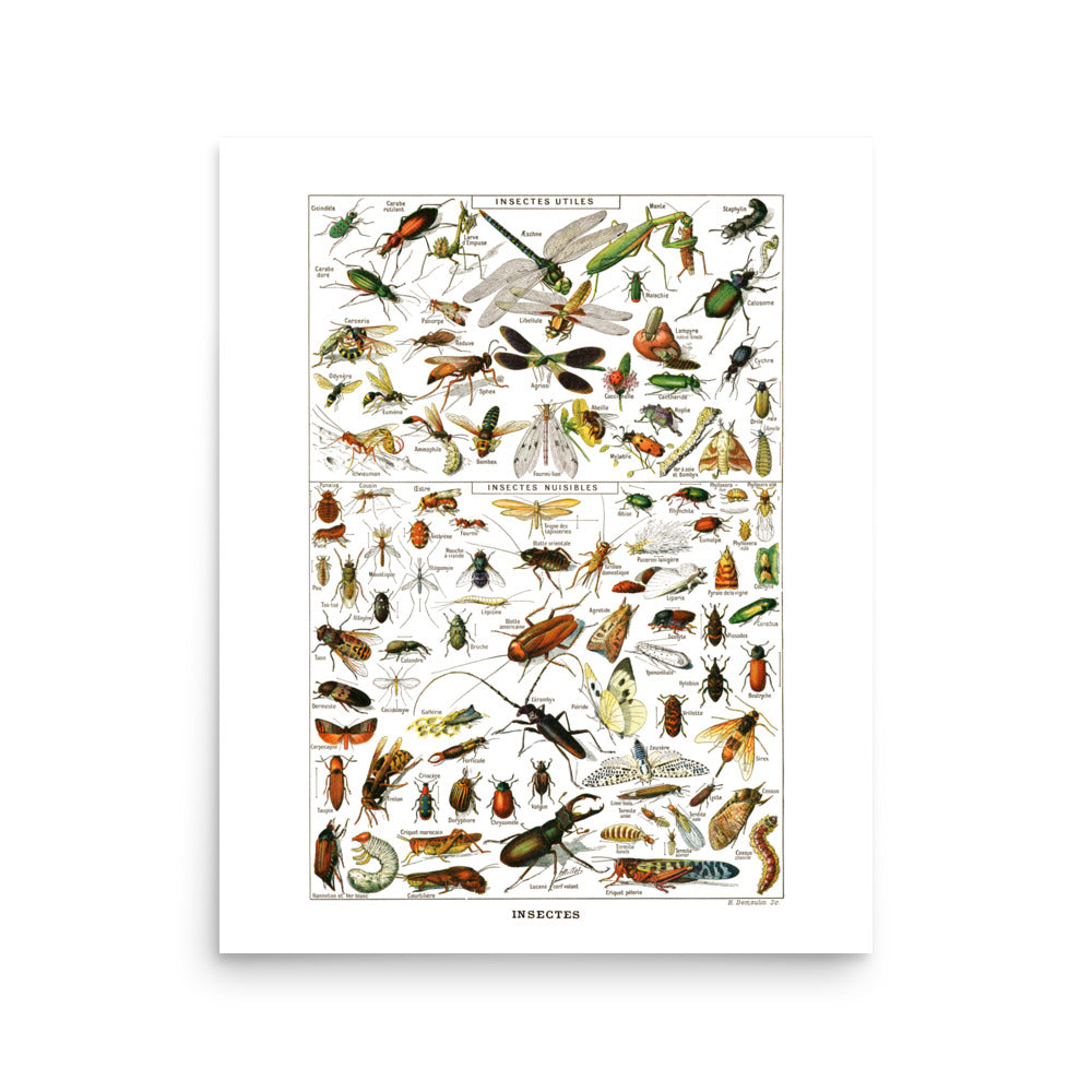 Large Insects Poster by Adolphe Millot