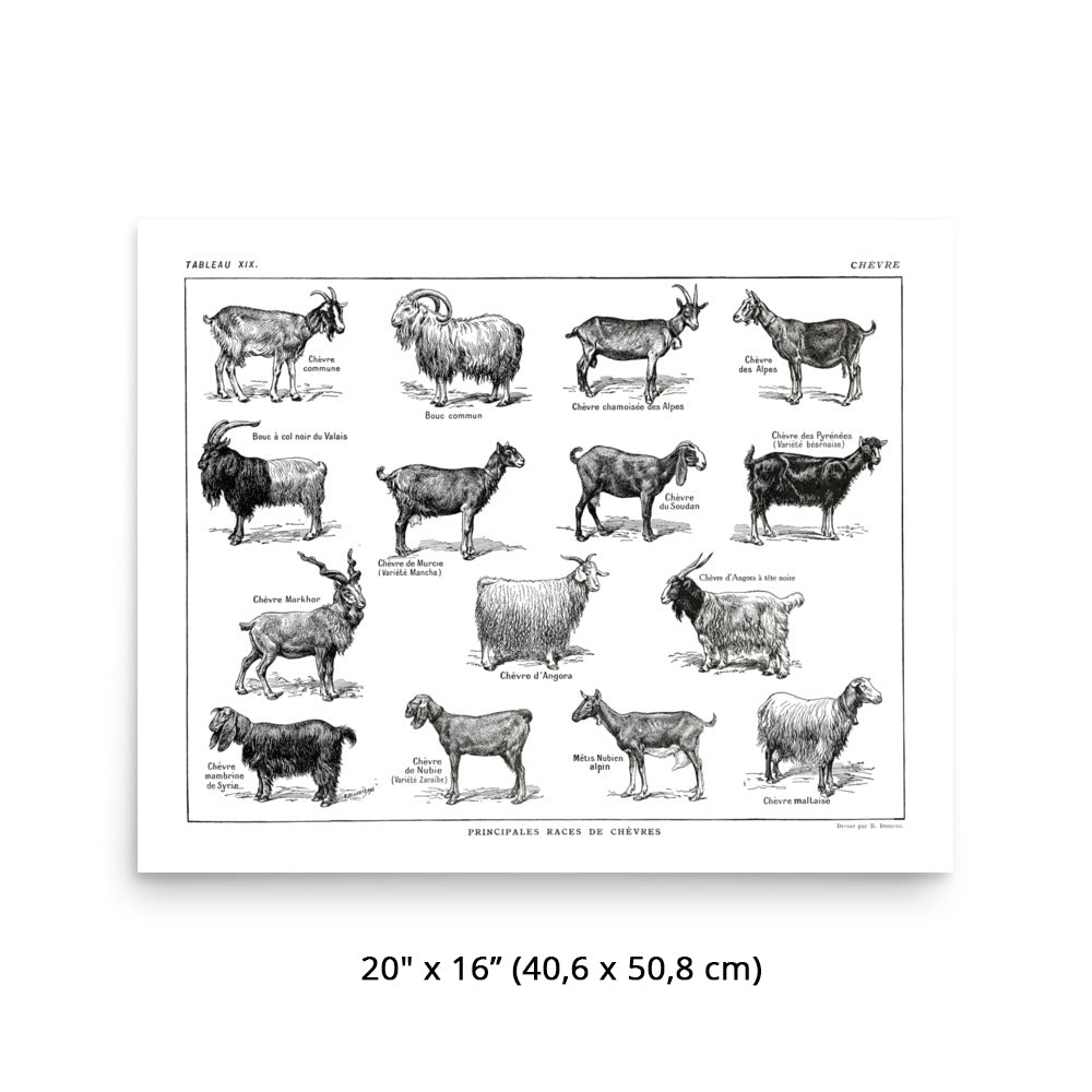 large-horizontal-black-and-white-goat-breeds-poster-16x20
