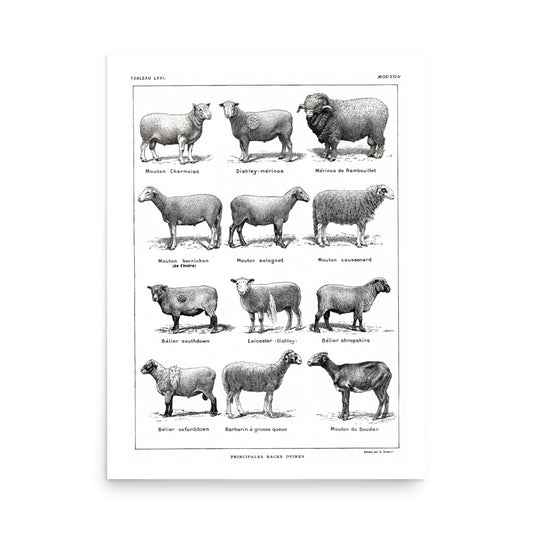 Affiche de Races de Moutons - Blanc