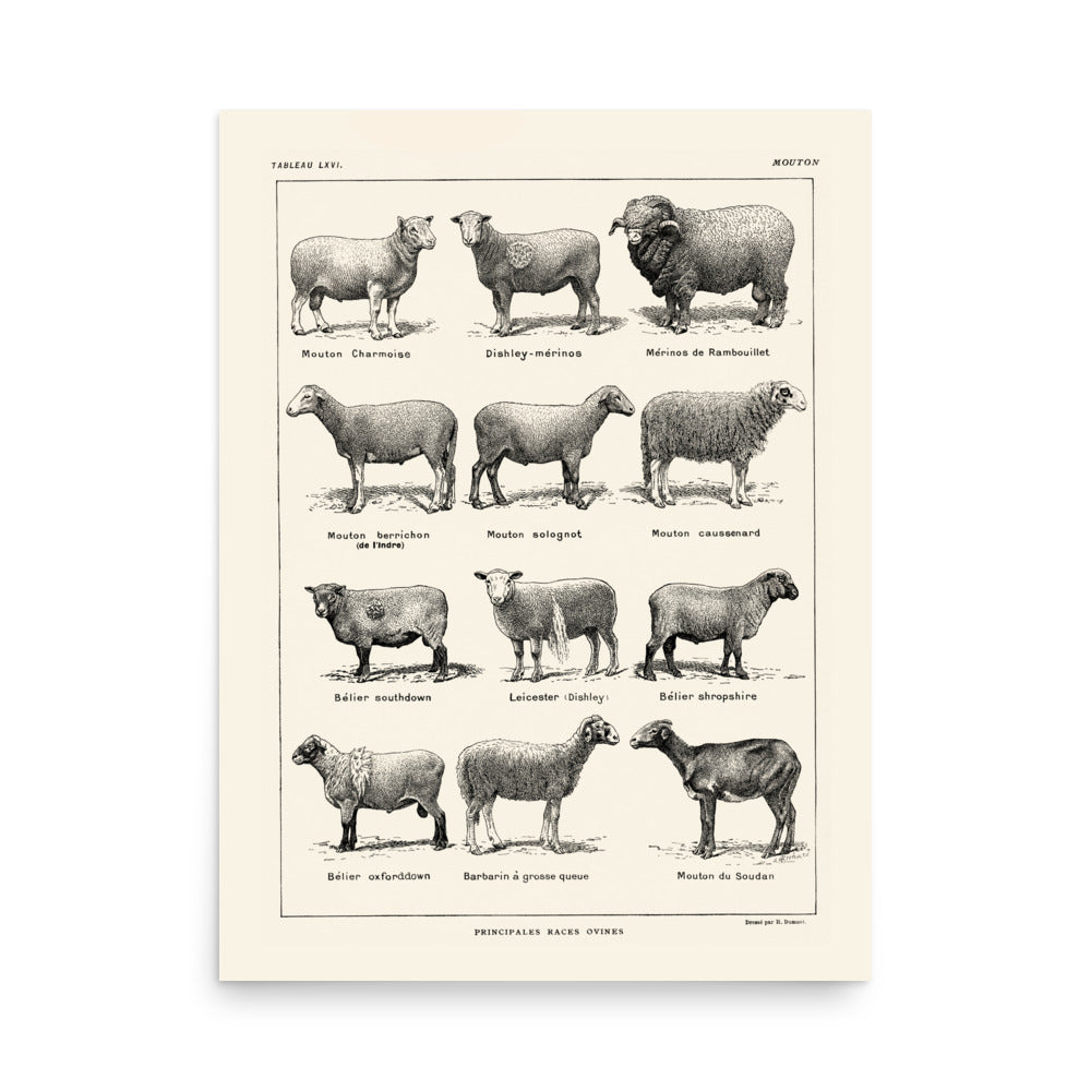 Large Sheep Breeds Poster - Linen