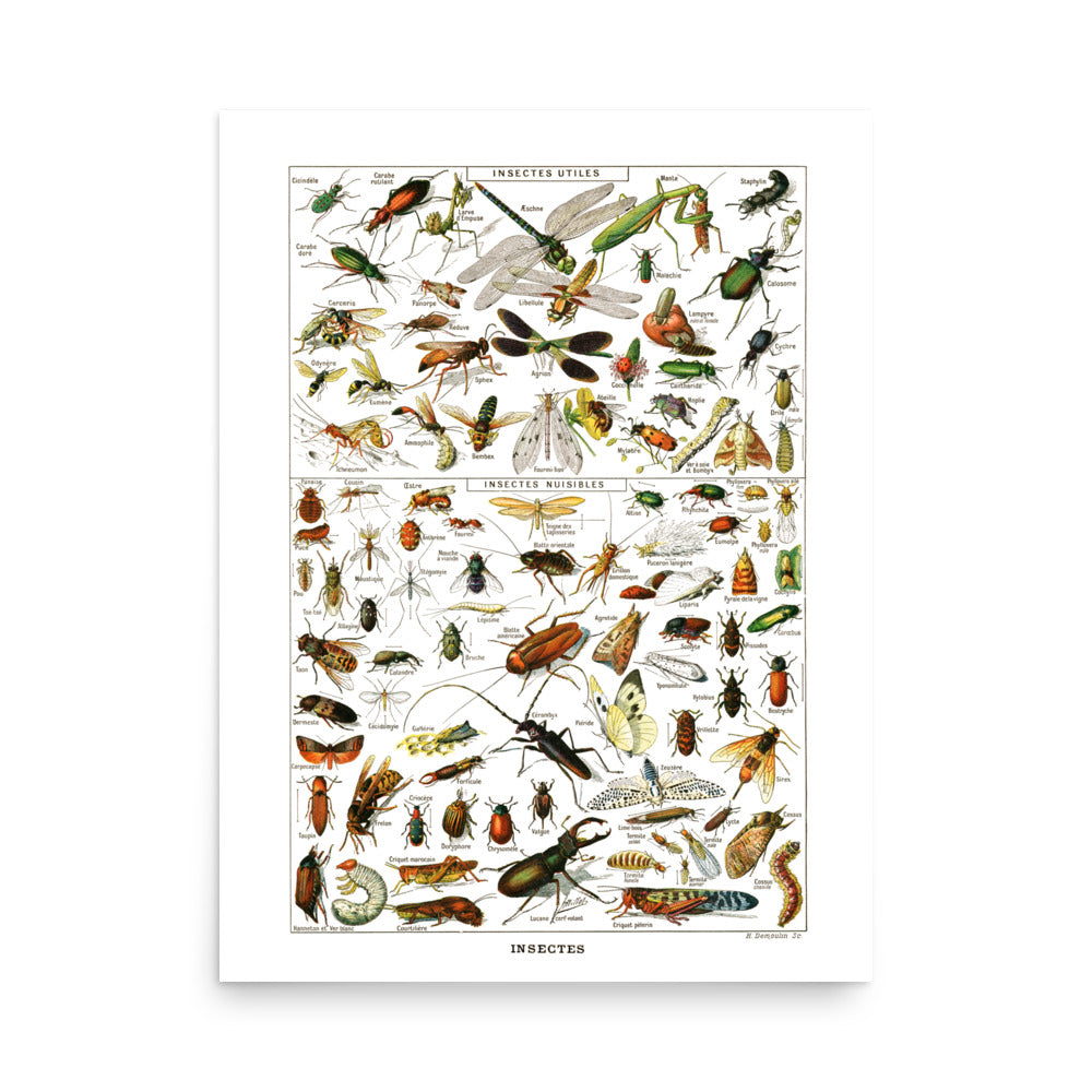 Large Insects Poster by Adolphe Millot