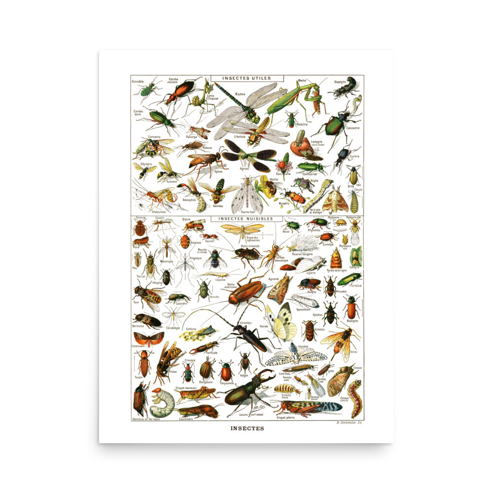 Affiche d'Insectes par Adolphe Millot