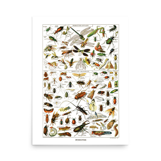Affiche d'Insectes par Adolphe Millot
