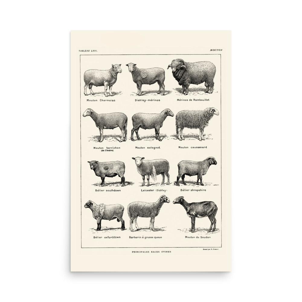 Affiche de Races de Moutons - Lin