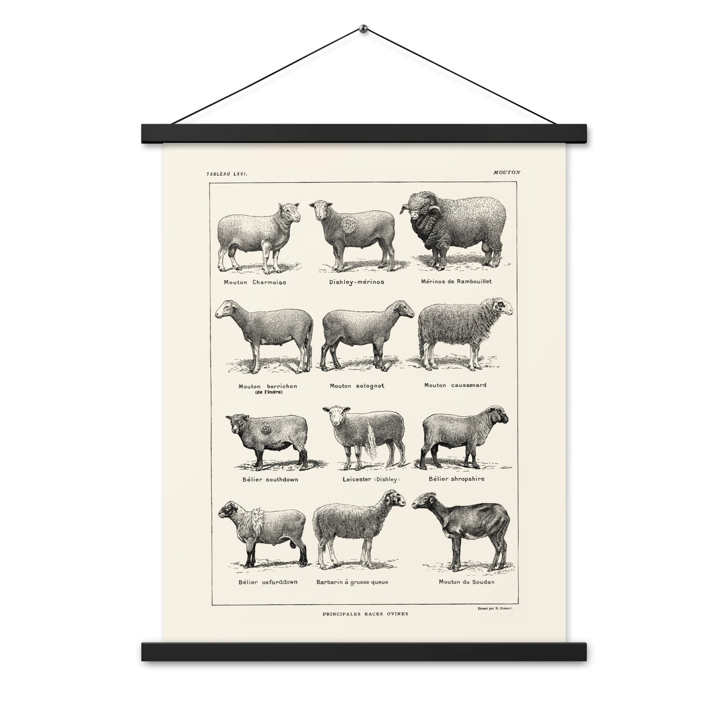 Beige Sheep Poster + Magnetic Holder