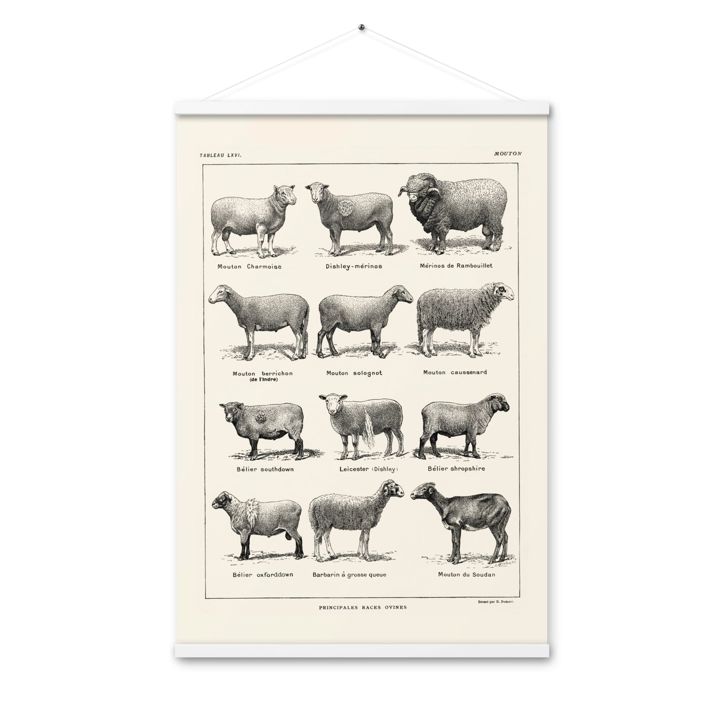 Beige Sheep Poster + Magnetic Holder