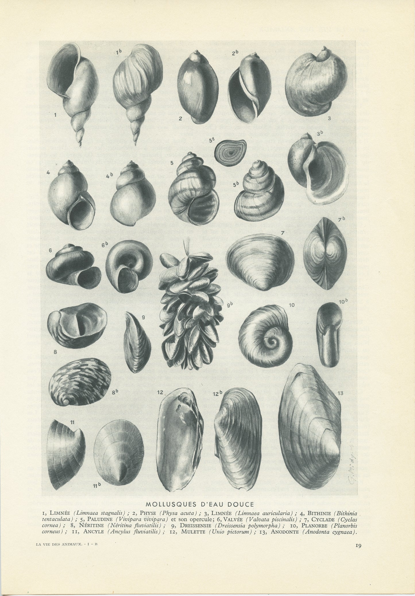 1949 Freshwater molluscs print