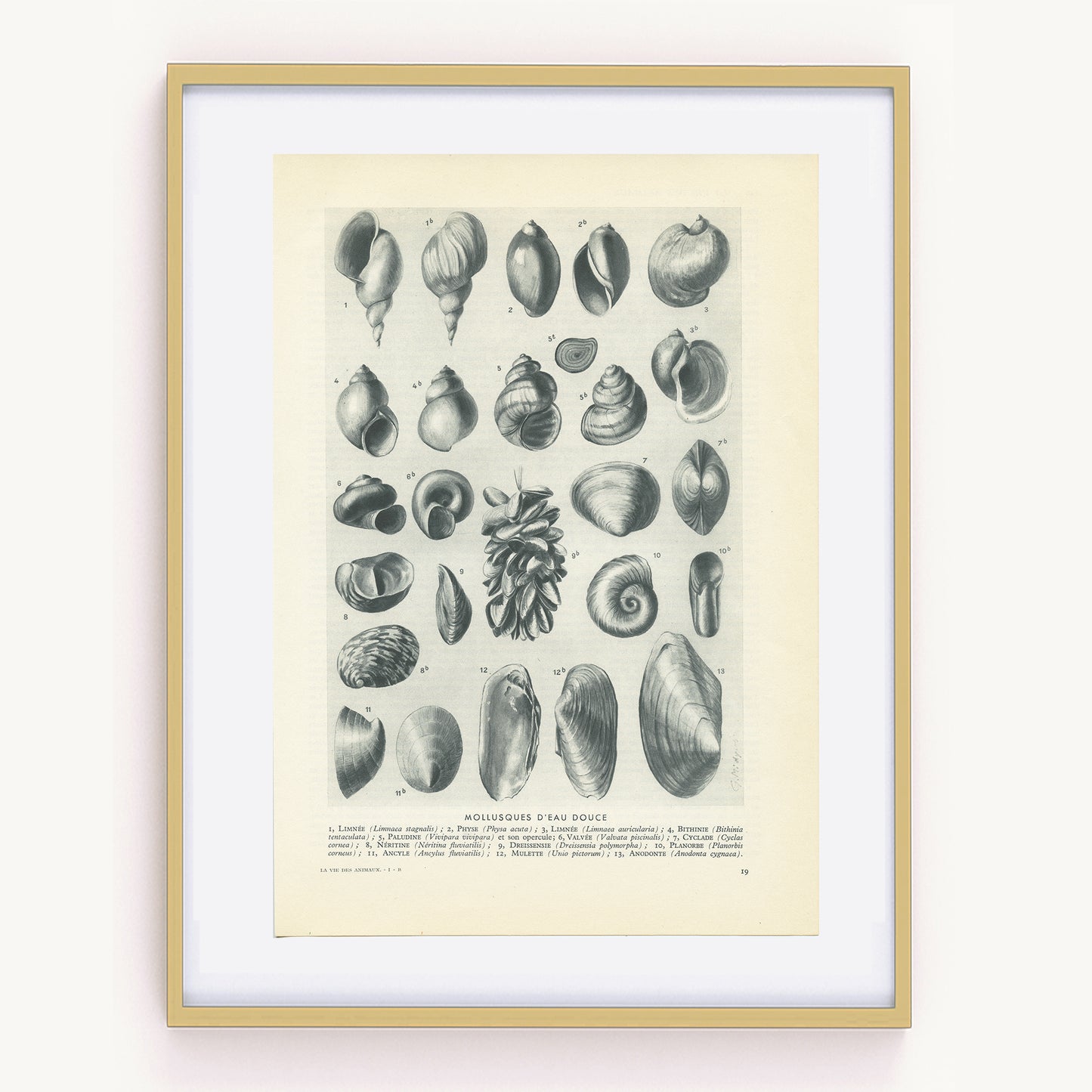 1949 Freshwater molluscs print
