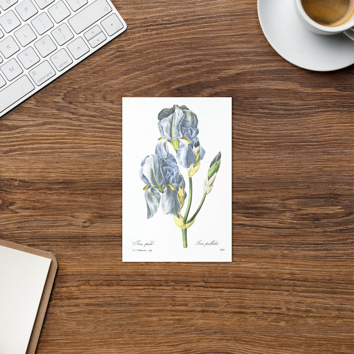 Redoute pale Blue Iris folding Greeting card with enveloppe