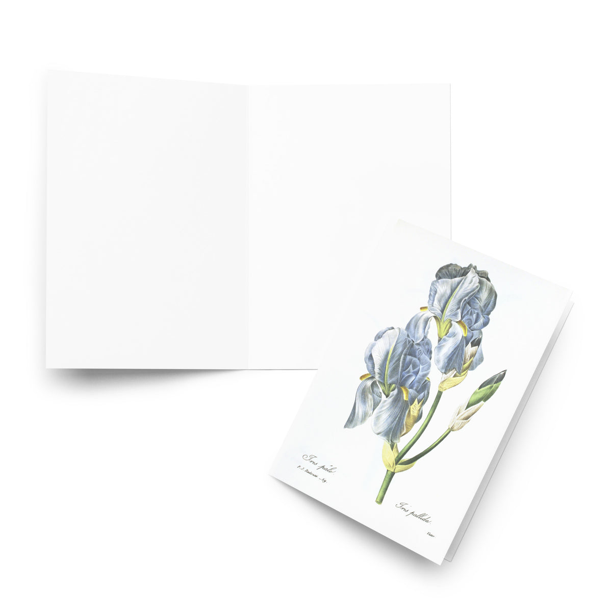 Redoute pale Blue Iris folding Greeting card with enveloppe