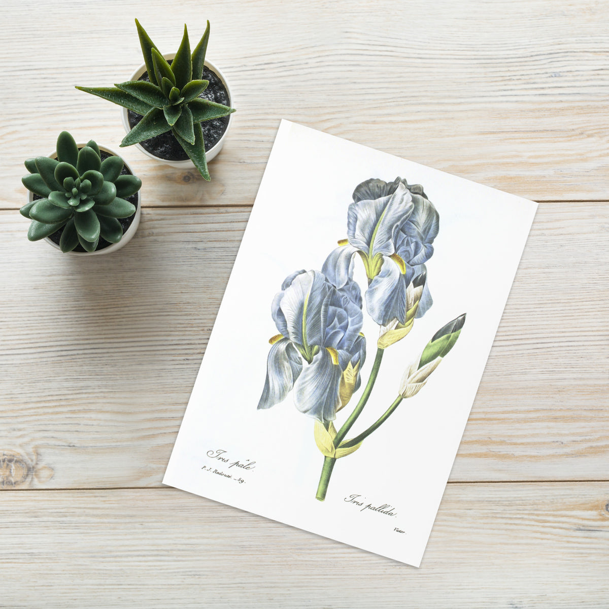 Redoute pale Blue Iris folding Greeting card with enveloppe