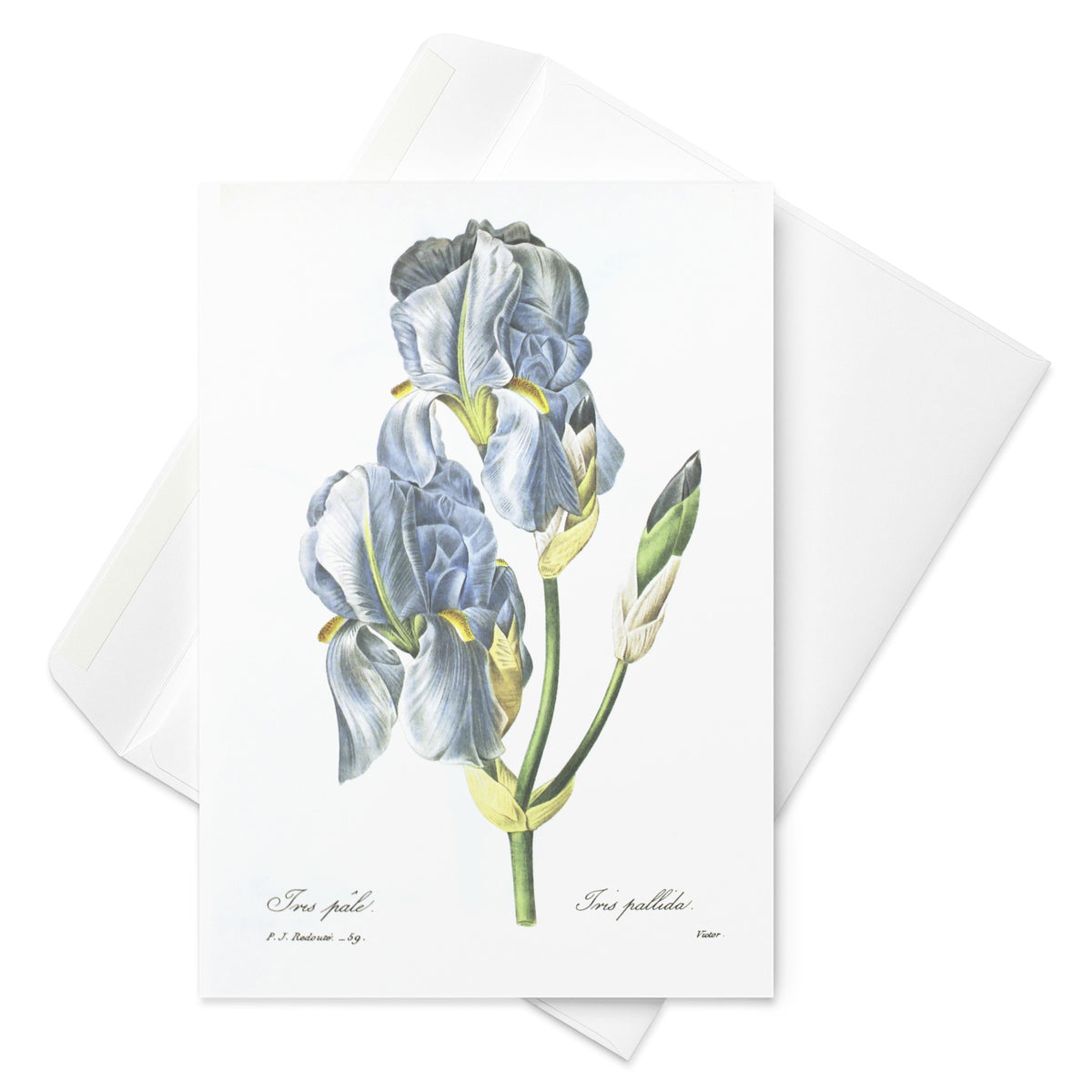 Redoute pale Blue Iris folding Greeting card with enveloppe