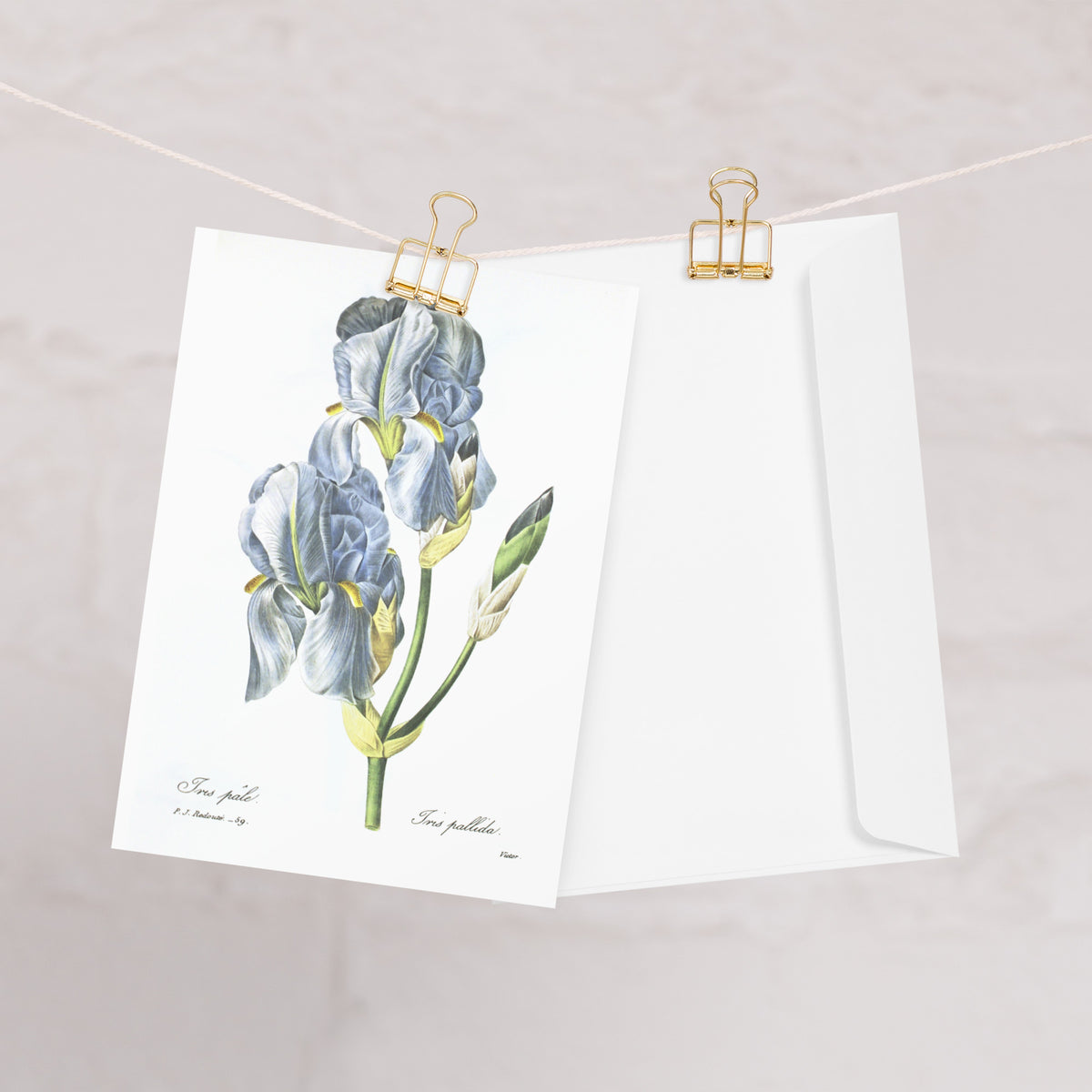 Redoute pale Blue Iris folding Greeting card with enveloppe